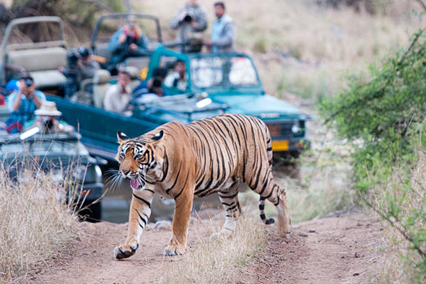 jaipur ranthambore tour